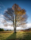 Four season tree. Winter, summer, autumn, spring Royalty Free Stock Photo