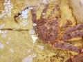 At the market, a large live crab swims in the water. Royalty Free Stock Photo
