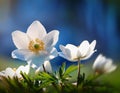 Close up on white anemone or windflower by springtime Royalty Free Stock Photo