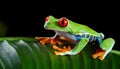 Red-eyed Tree Frog, Agalychnis callidryas, sitting on the green leave in tropical forest Royalty Free Stock Photo