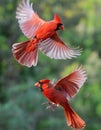 Red Northern Cardinal male and female flying on blur background Royalty Free Stock Photo