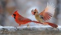 Red Northern Cardinal male and female flying on blur background Royalty Free Stock Photo