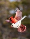 Red Northern Cardinal male and female flying on blur background Royalty Free Stock Photo