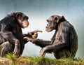 Two chimpanzees talking. Two chimpanzees meeting with each other apparently having a discussion using hand gestures Royalty Free Stock Photo
