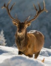 Red deer during winter season. Deer in the forest. European nature. Animals in Rhodope mountains. Royalty Free Stock Photo