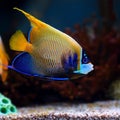 Blue faced angelfish, Pomacanthus xanthometopon. Royalty Free Stock Photo