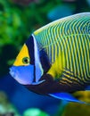 Blue faced angelfish, Pomacanthus xanthometopon. Royalty Free Stock Photo