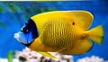 Blue faced angelfish, Pomacanthus xanthometopon. Royalty Free Stock Photo