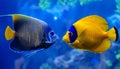 Blue faced angelfish, Pomacanthus xanthometopon. Royalty Free Stock Photo