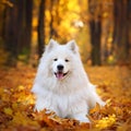 A beautiful white Samoyed dog in the autumn forest. Royalty Free Stock Photo