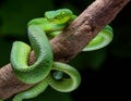 Boa Imperator lat. Sunglow Max Carame. It is a species of nonvenomous snakes Royalty Free Stock Photo