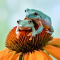 Two dumpy frogs resting on a wildflower. Royalty Free Stock Photo