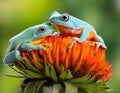 Two dumpy frogs resting on a wildflower. Royalty Free Stock Photo