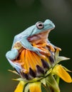 Two dumpy frogs resting on a wildflower. Royalty Free Stock Photo