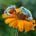Two dumpy frogs resting on a wildflower. Royalty Free Stock Photo