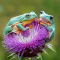 Two dumpy frogs resting on a wildflower. Royalty Free Stock Photo