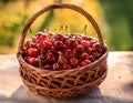 Basket of fresh red cherries. Freshly picked red cherries in a basket Royalty Free Stock Photo