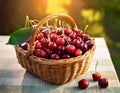 Basket of fresh red cherries. Freshly picked red cherries in a basket Royalty Free Stock Photo