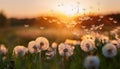 Beautiful fluffy dandelion and flying seeds outdoors at sunset Royalty Free Stock Photo