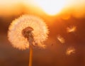 Beautiful fluffy dandelion and flying seeds outdoors at sunset Royalty Free Stock Photo