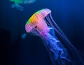 Jellyfish with Translucent Rainbow Colors, Illuminating the Ocean Royalty Free Stock Photo