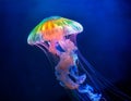 Jellyfish with Translucent Rainbow Colors, Illuminating the Ocean Royalty Free Stock Photo