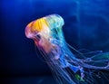 Jellyfish with Translucent Rainbow Colors, Illuminating the Ocean Royalty Free Stock Photo
