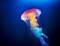 Jellyfish with Translucent Rainbow Colors, Illuminating the Ocean Royalty Free Stock Photo
