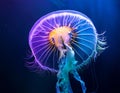 Jellyfish with Translucent Rainbow Colors, Illuminating the Ocean Royalty Free Stock Photo