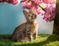 Felidae cat with whiskers sitting under tree with pink flowers. Royalty Free Stock Photo