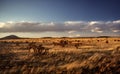Desertlands of America. Cactus plants and grass in the prairies of New Mexico. Road movie scenery in the sunset light. Royalty Free Stock Photo