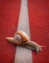 Snails on the athletic track moves the finish line Royalty Free Stock Photo