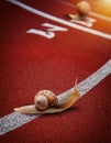 Snails on the athletic track moves the finish line Royalty Free Stock Photo