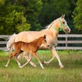 Mare & Foal Trotting. Royalty Free Stock Photo