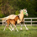 Mare & Foal Trotting. Royalty Free Stock Photo