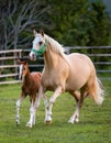 Mare & Foal Trotting. Royalty Free Stock Photo