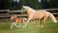 Mare & Foal Trotting. Royalty Free Stock Photo
