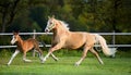 Mare & Foal Trotting. Royalty Free Stock Photo