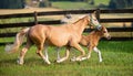 Mare & Foal Trotting. Royalty Free Stock Photo