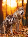 Wolf afraid in sunset. Two snarling wolves in autumn leaves. Royalty Free Stock Photo
