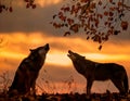 Wolf afraid in sunset. Two snarling wolves in autumn leaves. Royalty Free Stock Photo