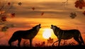 Wolf afraid in sunset. Two snarling wolves in autumn leaves. Royalty Free Stock Photo