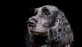 Blue Picardy Spaniel Dog standing Royalty Free Stock Photo