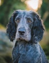 Blue Picardy Spaniel Dog standing Royalty Free Stock Photo