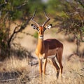 Male Impala (Aepyceros melampus) Royalty Free Stock Photo