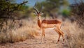 Male Impala (Aepyceros melampus) Royalty Free Stock Photo