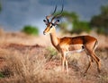 Male Impala (Aepyceros melampus) Royalty Free Stock Photo
