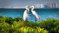 Shenzhen Bay Mangrove two love egrets Royalty Free Stock Photo