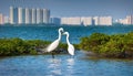 Shenzhen Bay Mangrove two love egrets Royalty Free Stock Photo
