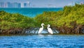 Shenzhen Bay Mangrove two love egrets Royalty Free Stock Photo
